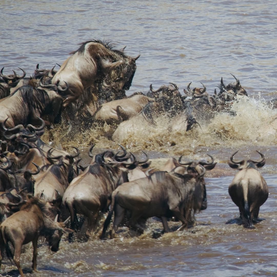 Wildlife Photography